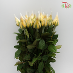 Rose Orange/Yellow (19-20 Stems) - Pudu Ria Florist Southern