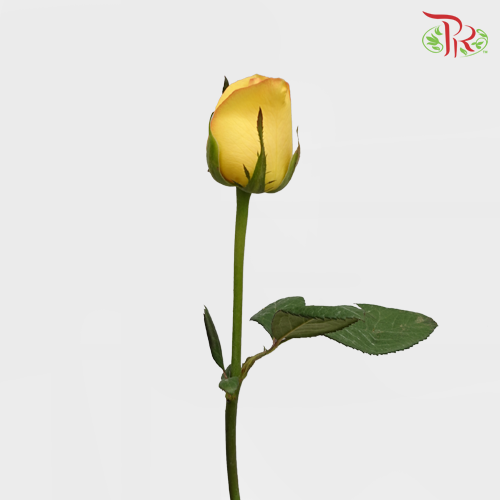 Rose Orange/Yellow (19-20 Stems) - Pudu Ria Florist Southern