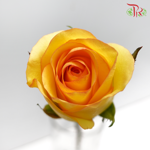 Rose Orange/Yellow (19-20 Stems) - Pudu Ria Florist Southern