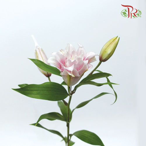 Rose Lily Pink (5 Stems) - Pudu Ria Florist Southern