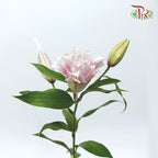 Rose Lily Pink (5 Stems) - Pudu Ria Florist Southern