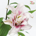 Rose Lily Pink (5 Stems) - Pudu Ria Florist Southern
