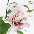 Rose Lily Pink (5 Stems) - Pudu Ria Florist Southern