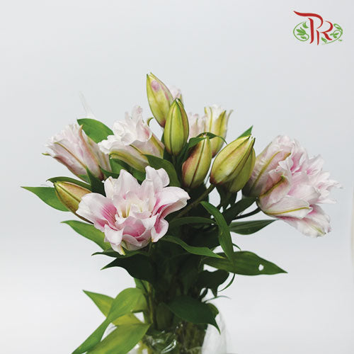 Rose Lily Pink (5 Stems) - Pudu Ria Florist Southern