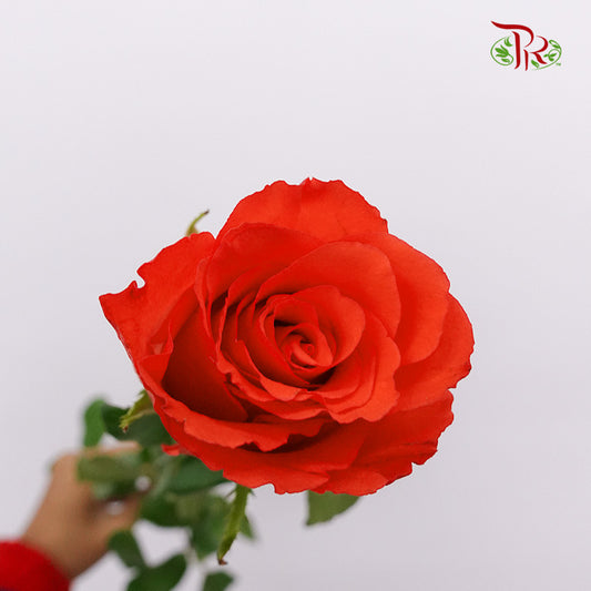 Rose Orange (19-20 Stems) - Pudu Ria Florist Southern