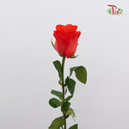 Rose Orange (19-20 Stems) - Pudu Ria Florist Southern