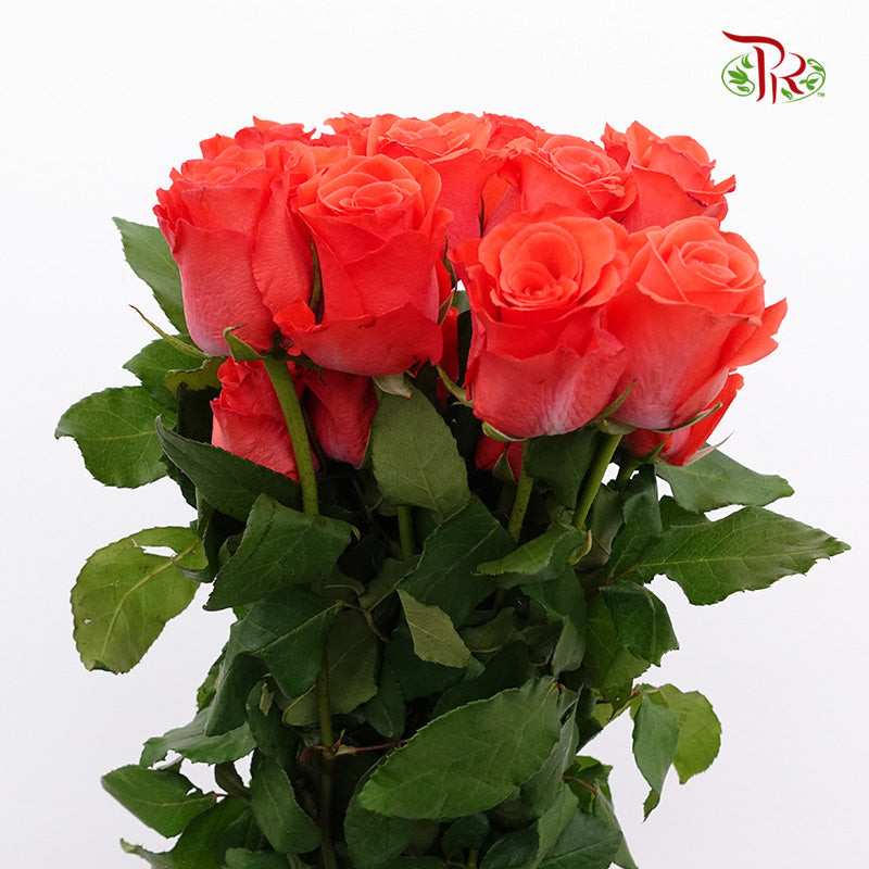 Rose Orange (19-20 Stems) - Pudu Ria Florist Southern