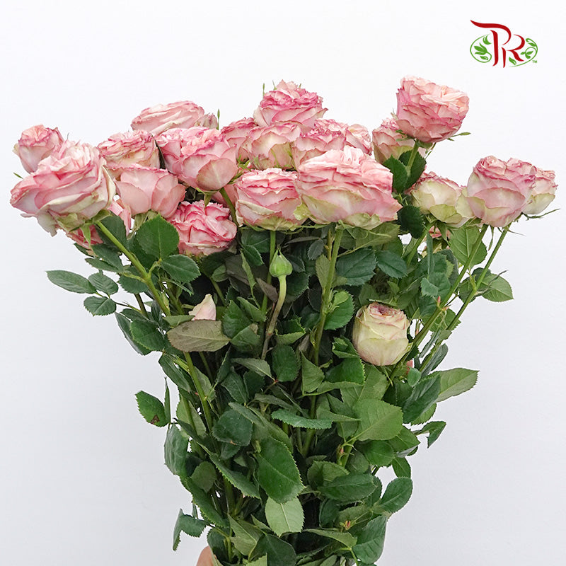 Rose Spray Tender Treasure (8-10 Stems) - Pudu Ria Florist Southern