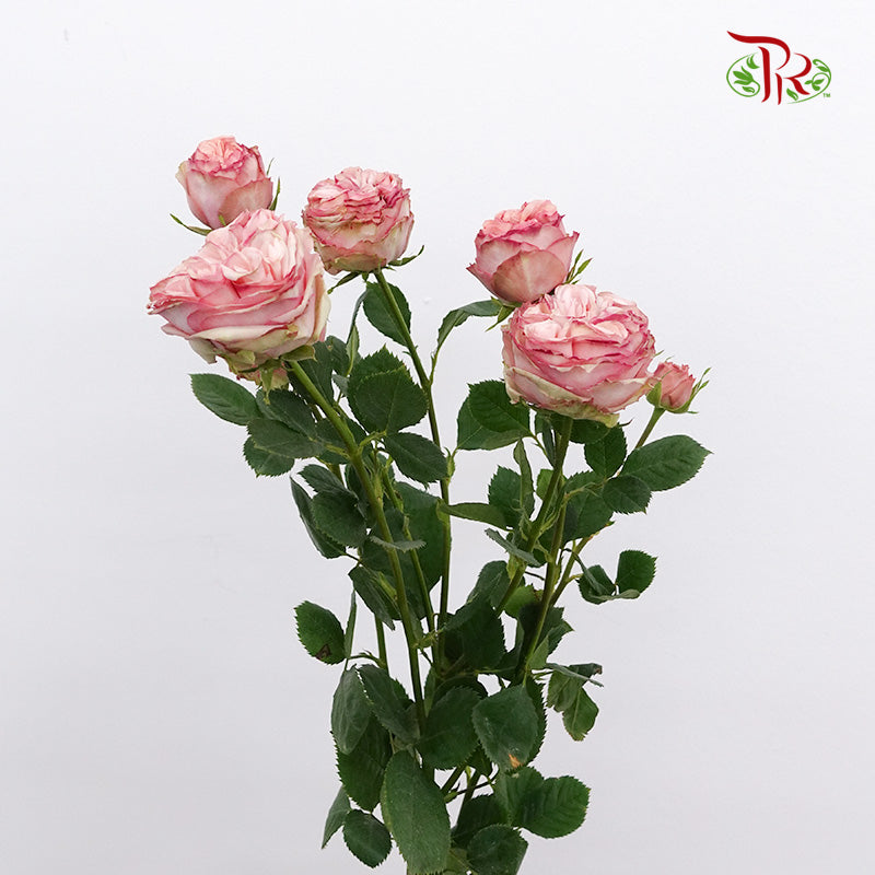 Rose Spray Tender Treasure (8-10 Stems) - Pudu Ria Florist Southern