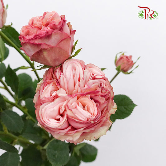 Rose Spray Tender Treasure (8-10 Stems) - Pudu Ria Florist Southern