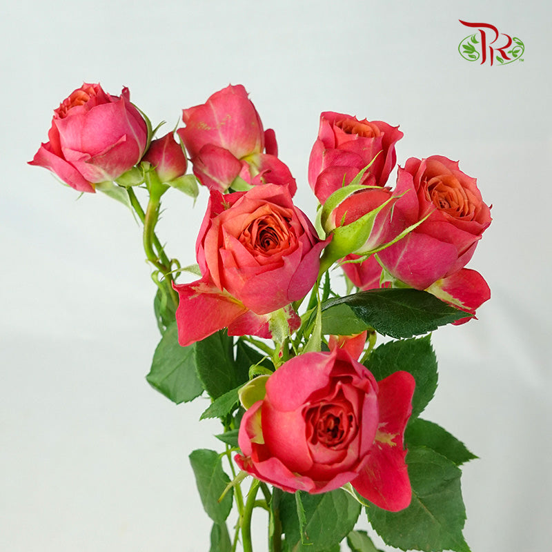 Rose Spray Dark Pink (8-10 Stems) - Pudu Ria Florist Southern