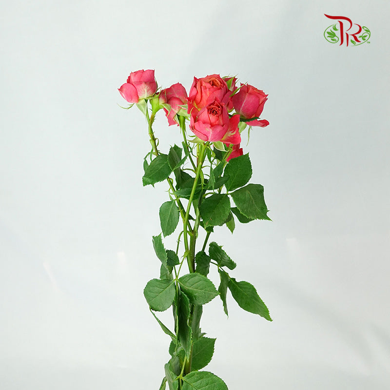 Rose Spray Dark Pink (8-10 Stems) - Pudu Ria Florist Southern