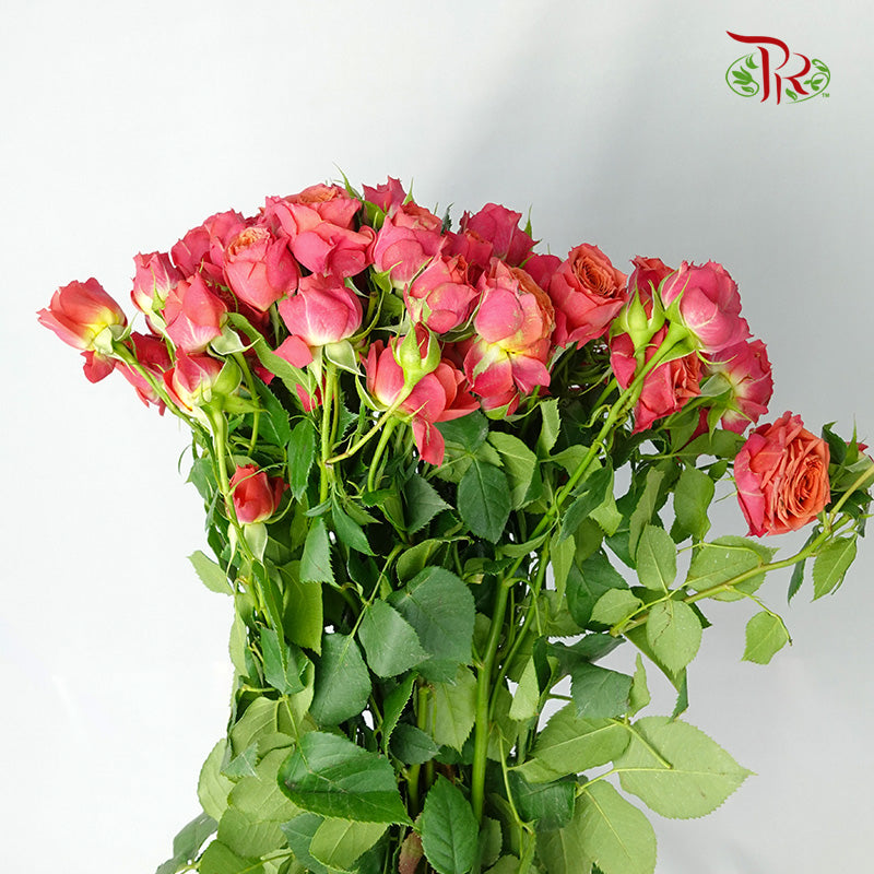 Rose Spray Dark Pink (8-10 Stems) - Pudu Ria Florist Southern