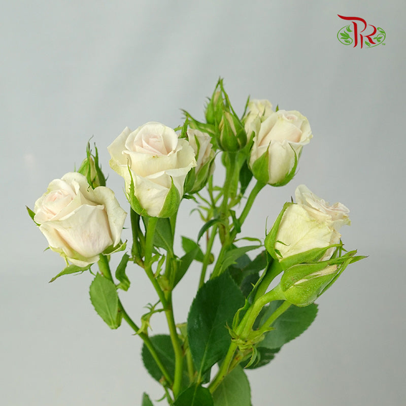 Rose Spray Soft Pink (8-10 Stems) - Pudu Ria Florist Southern