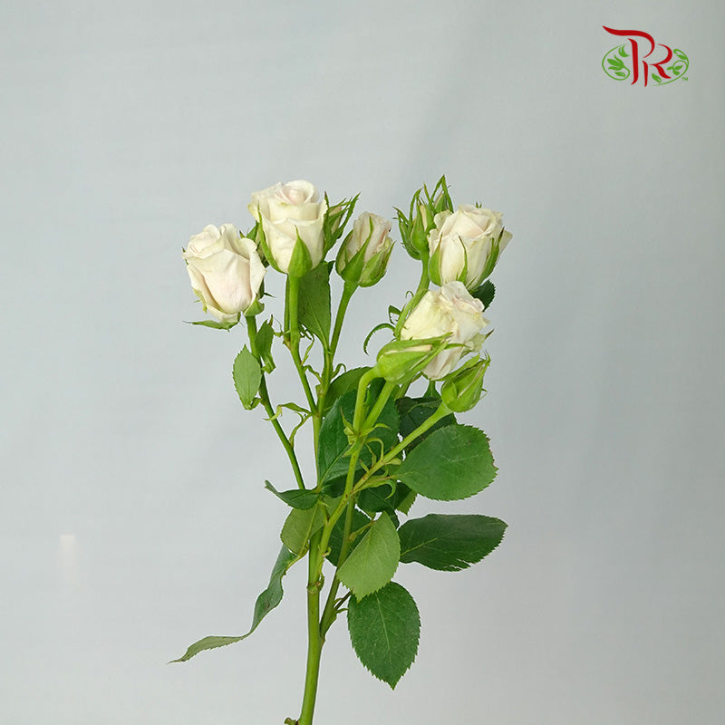 Rose Spray Soft Pink (8-10 Stems) - Pudu Ria Florist Southern