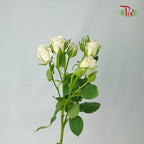 Rose Spray Soft Pink (8-10 Stems) - Pudu Ria Florist Southern