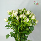 Rose Spray Soft Pink (8-10 Stems) - Pudu Ria Florist Southern