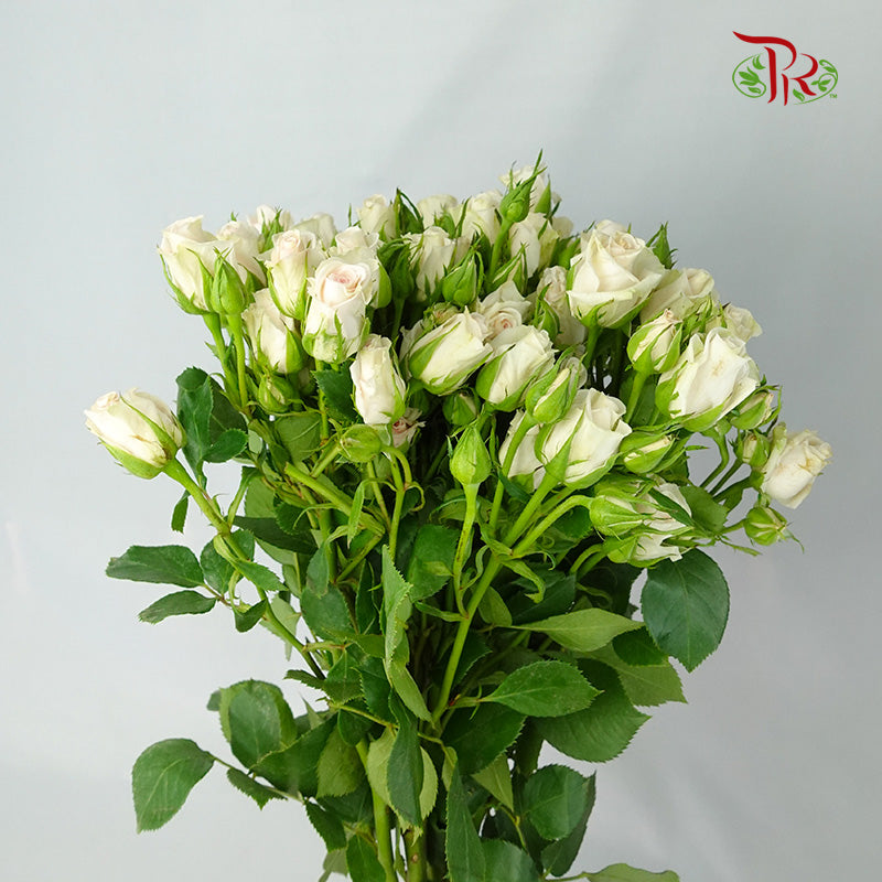 Rose Spray Soft Pink (8-10 Stems) - Pudu Ria Florist Southern