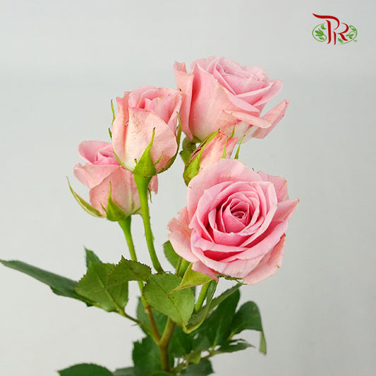 Rose Spray Pink (8-10 Stems) - Pudu Ria Florist Southern