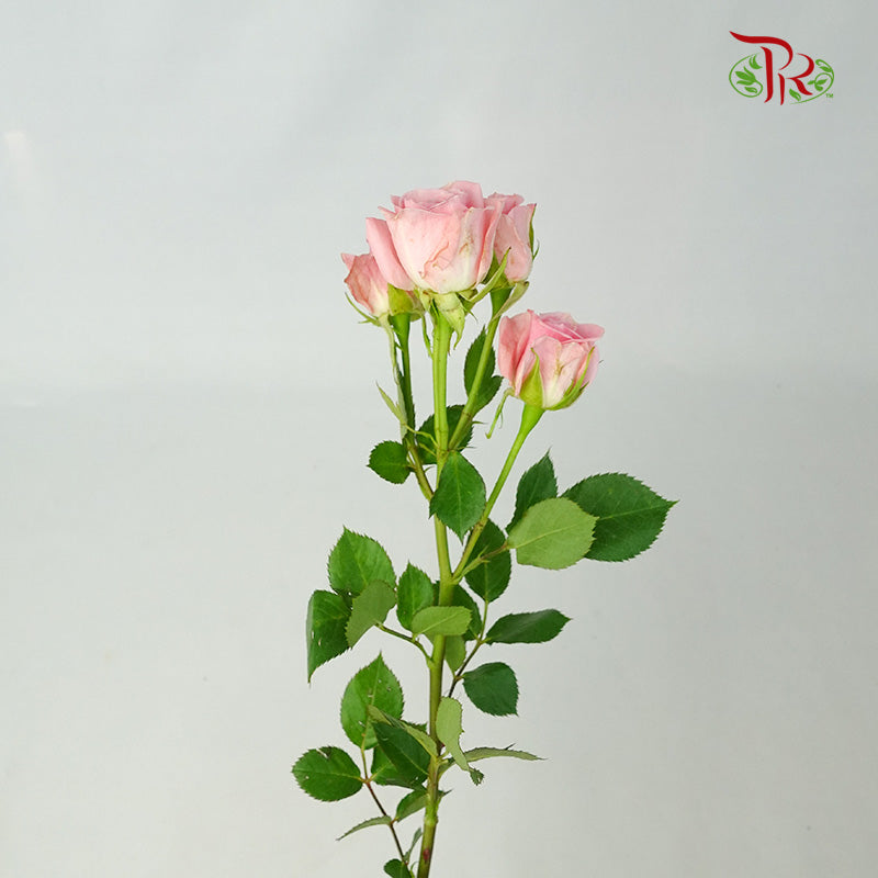 Rose Spray Pink (8-10 Stems) - Pudu Ria Florist Southern