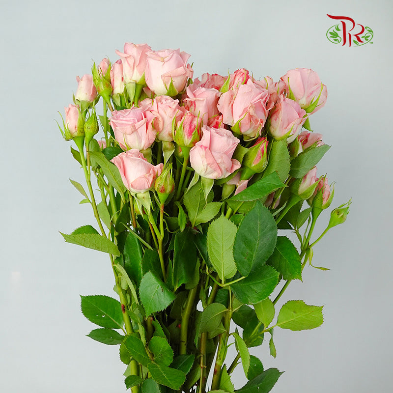 Rose Spray Pink (8-10 Stems) - Pudu Ria Florist Southern