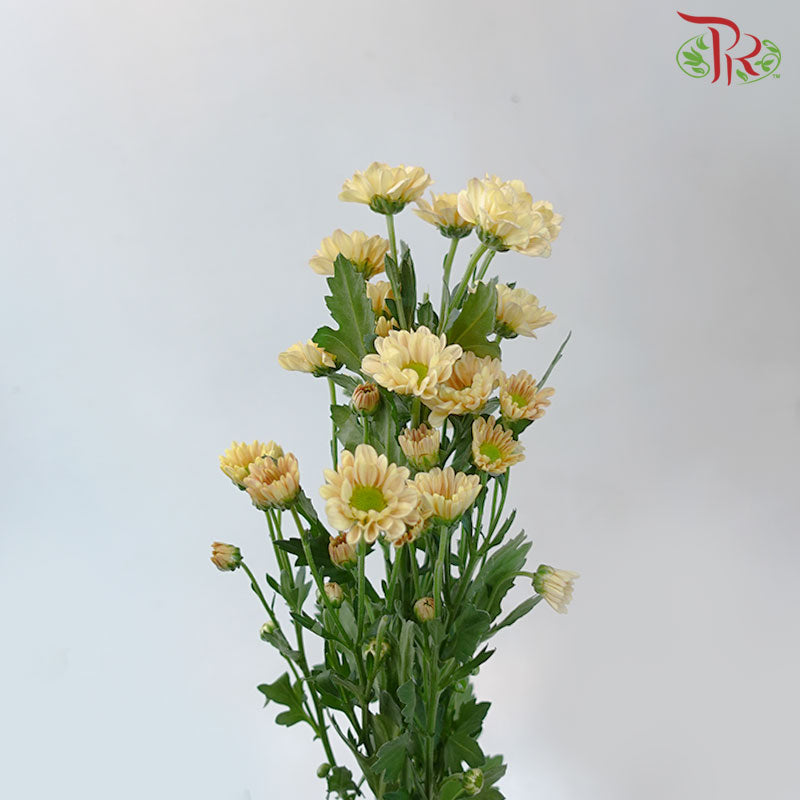 Chrysanthemum Calimero Pompom Rossi Salmon (10-12 Stems) - Pudu Ria Florist Southern
