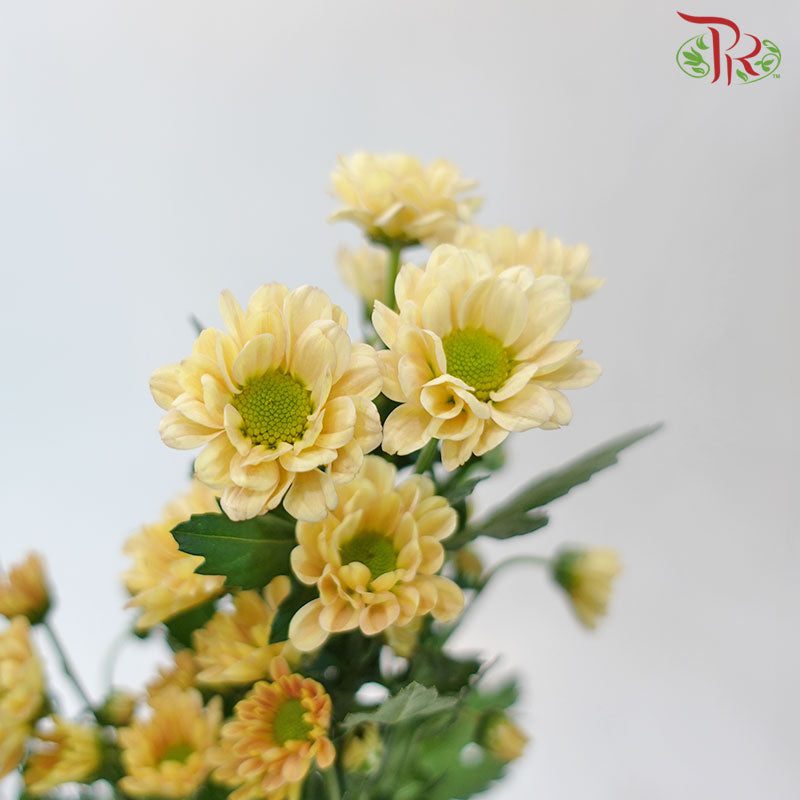 Chrysanthemum Calimero Pompom Rossi Salmon (10-12 Stems) - Pudu Ria Florist Southern