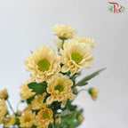 Chrysanthemum Calimero Pompom Rossi Salmon (10-12 Stems) - Pudu Ria Florist Southern