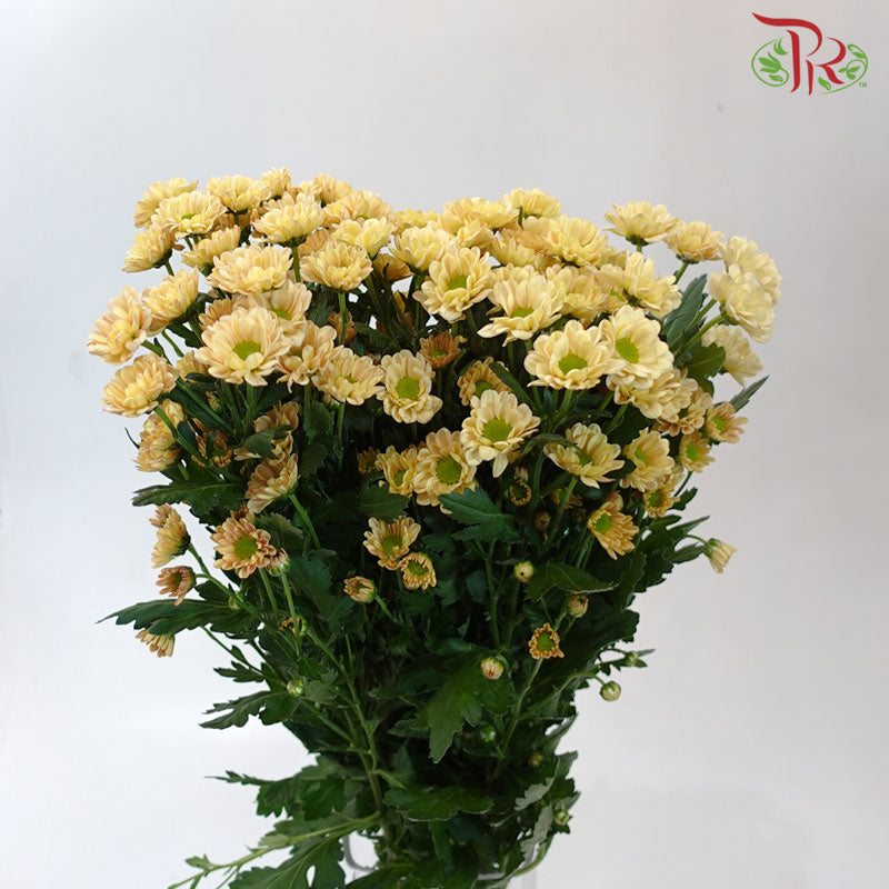 Chrysanthemum Calimero Pompom Rossi Salmon (10-12 Stems) - Pudu Ria Florist Southern