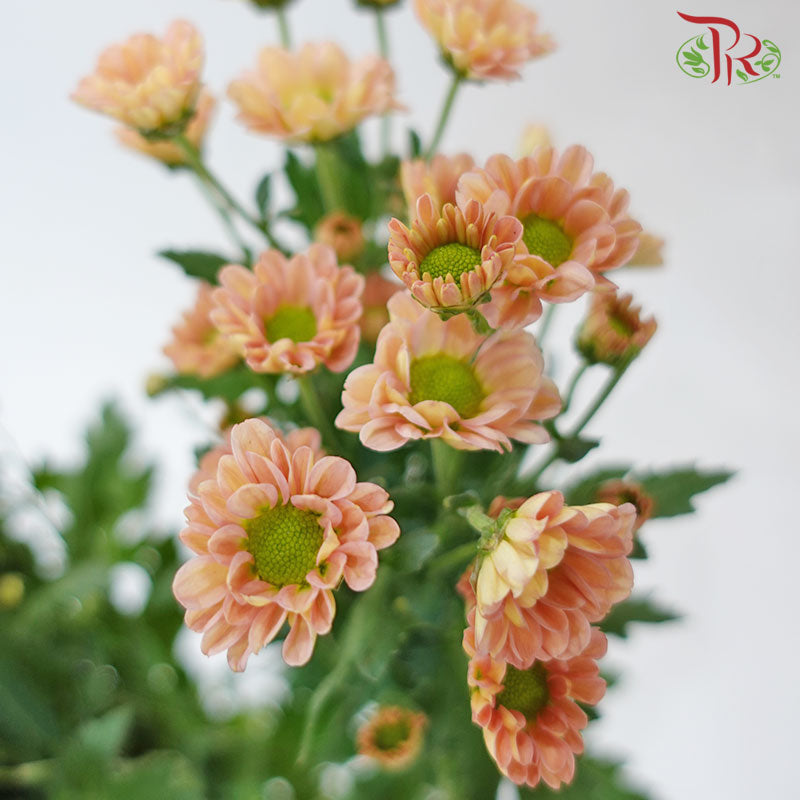 Chrysanthemum Calimero Pompom Rossi Smokey (10-12 Stems) - Pudu Ria Florist Southern