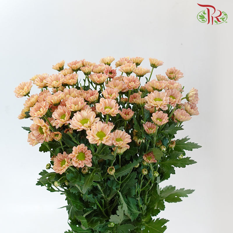 Chrysanthemum Calimero Pompom Rossi Smokey (10-12 Stems) - Pudu Ria Florist Southern