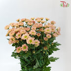 Chrysanthemum Calimero Pompom Rossi Smokey (10-12 Stems) - Pudu Ria Florist Southern