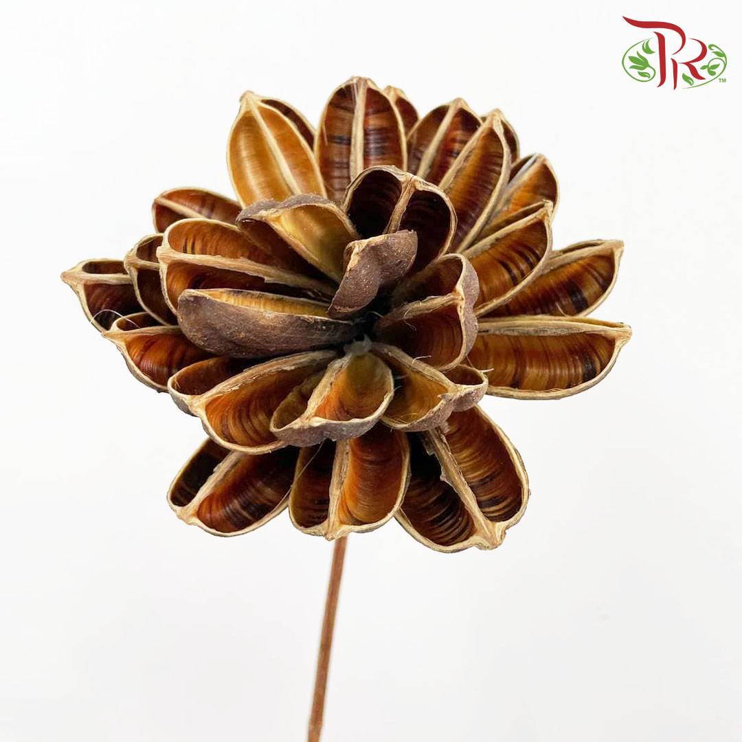 Dry Dahlia - Brown - Pudu Ria Florist Southern