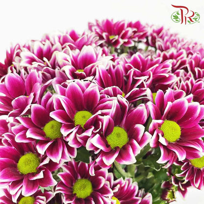 Chrysanthemum Pompom Remix Purple (10-12 Stems) - Pudu Ria Florist Southern