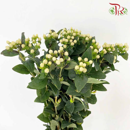 Berry Hypericum White - Pudu Ria Florist Southern