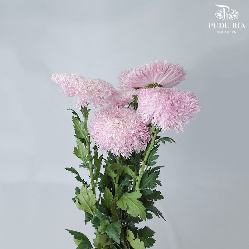 Taiwan Mum Chrysanthemum Dyed - Pudu Ria Florist Southern