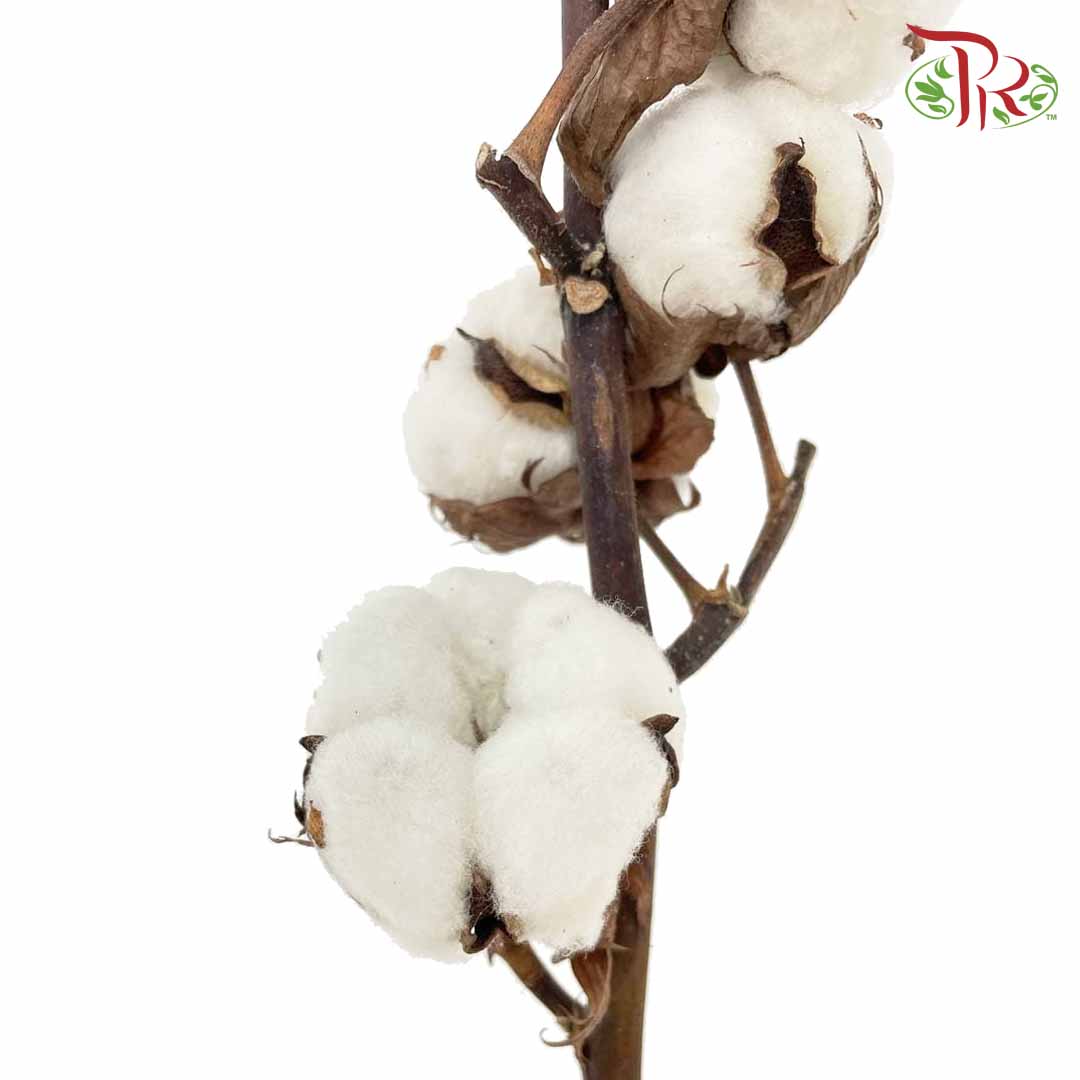 Cotton Flower - Per Stem