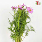 Cosmos Bipinnatus Pink (Per Bundle) - Pudu Ria Florist Southern