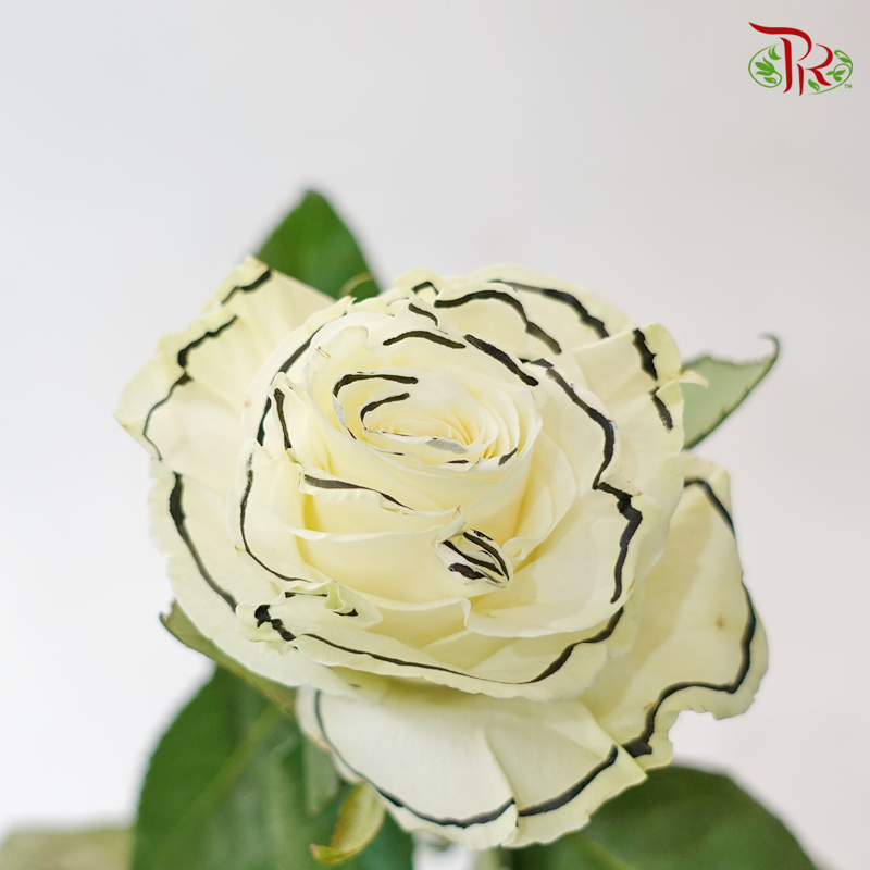 Rose Outliner (8-10 Stems) - Pudu Ria Florist Southern