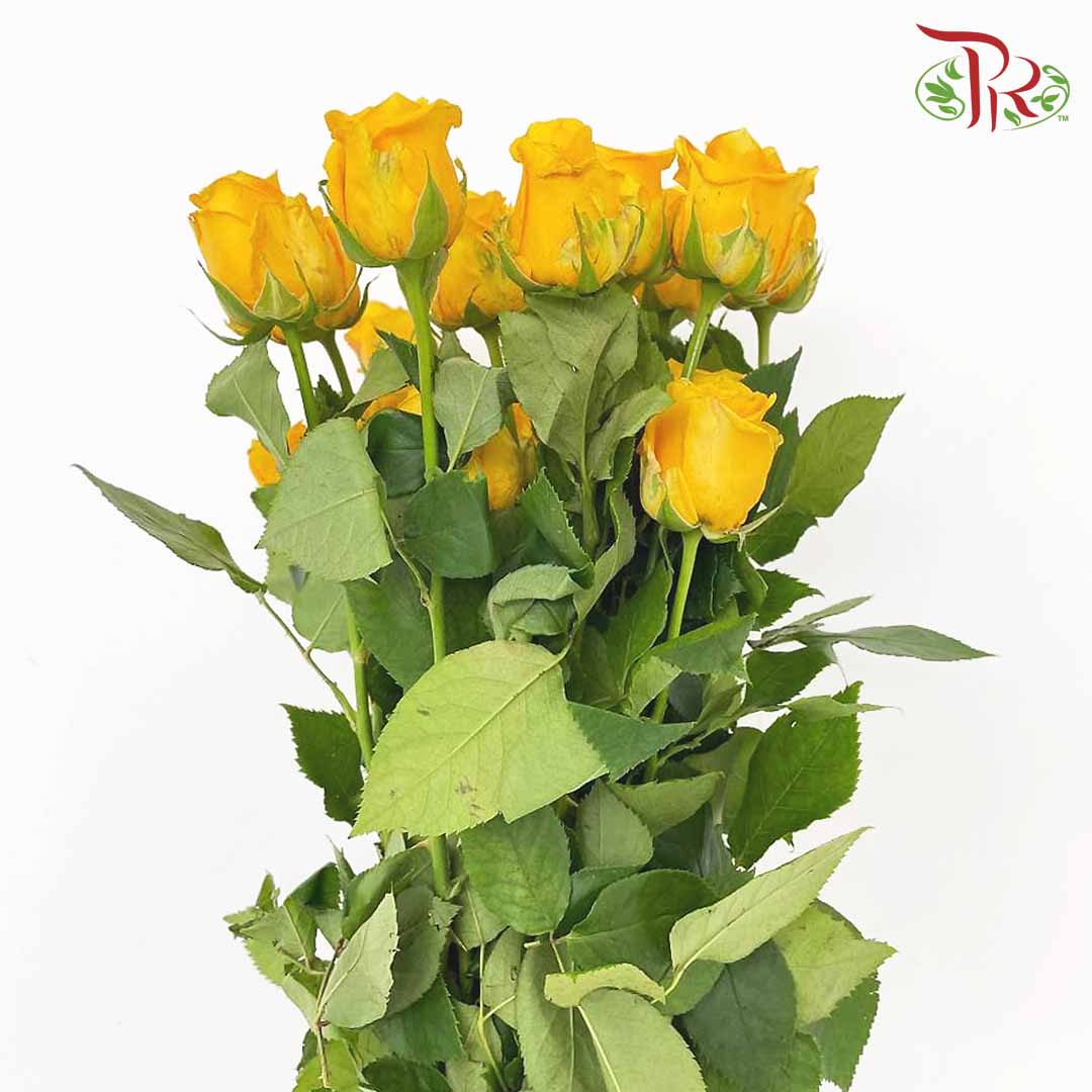 Rose Solair Yellow (19-20 Stems) - Pudu Ria Florist Southern