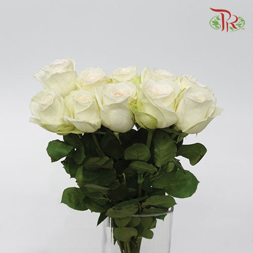 Rose Ohara (10-12 Stems) - Pudu Ria Florist Southern