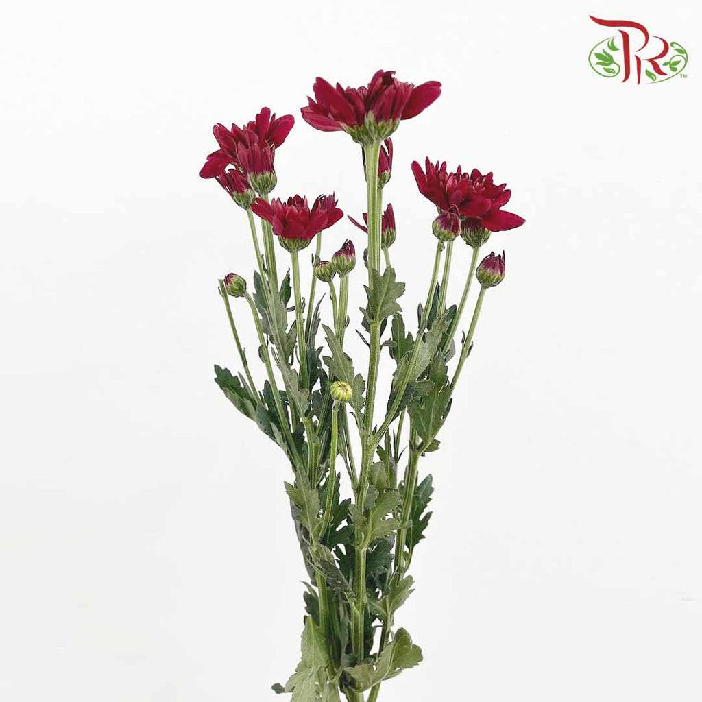 Chrysanthemum Pompom Maroon (10-12 Stems) - Pudu Ria Florist Southern
