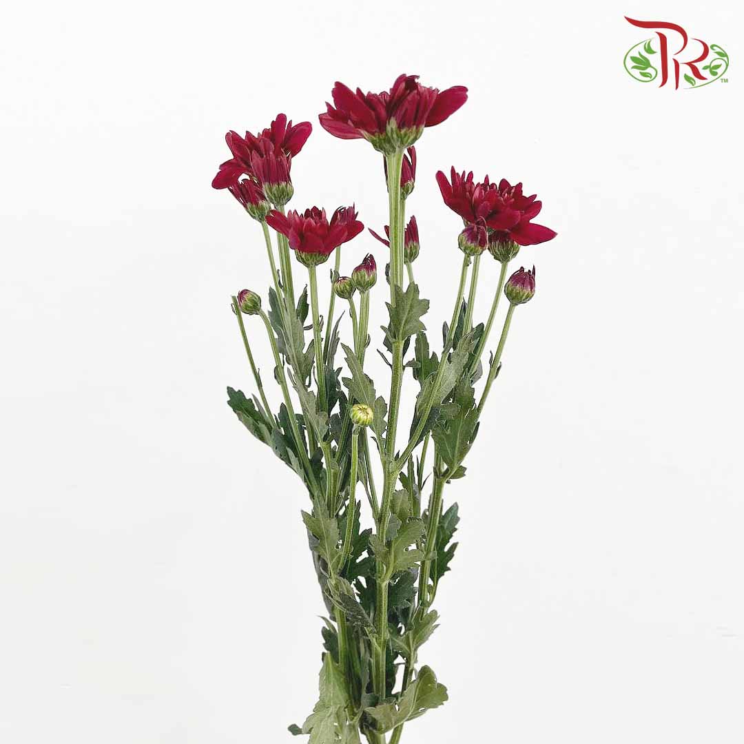 Chrysanthemum Pompom Maroon (10-12 Stems) - Pudu Ria Florist Southern