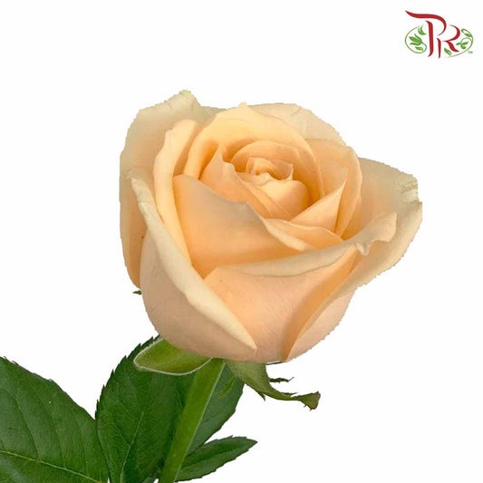 Rose Champagne (19-20 Stems) - Pudu Ria Florist Southern