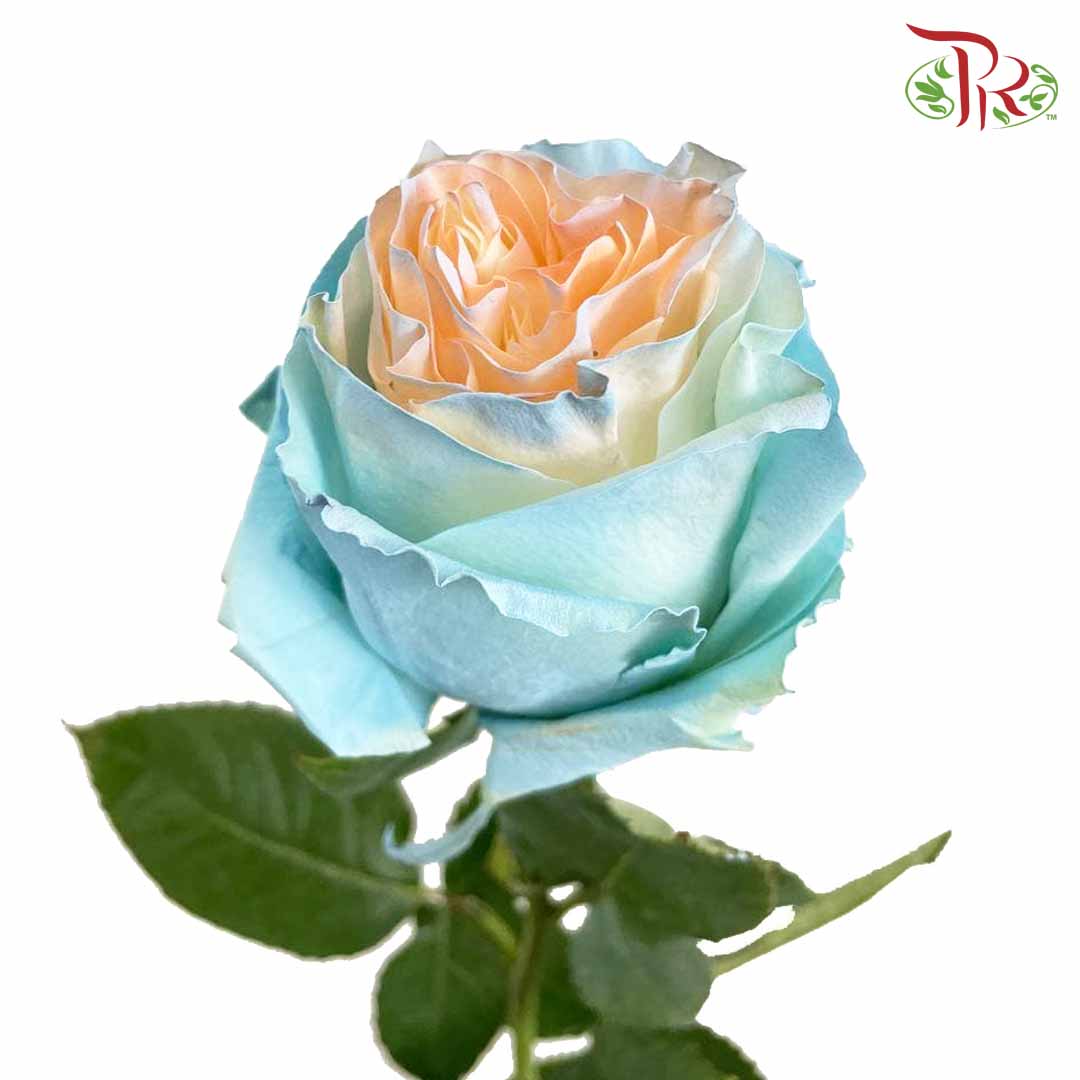 Rose Jellyfish 2 (8-10 Stems) - Pudu Ria Florist Southern