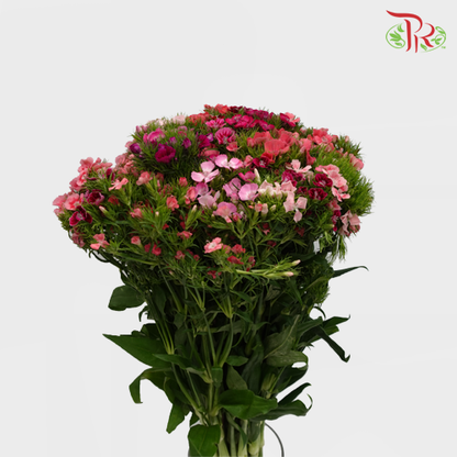 Sweet William - Pudu Ria Florist Southern