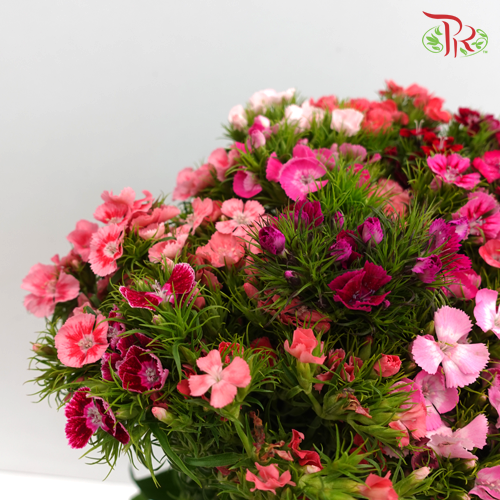 Sweet William - Pudu Ria Florist Southern