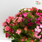 Sweet William - Pudu Ria Florist Southern