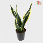 Sansevieria Laurentii - Pudu Ria Florist Southern