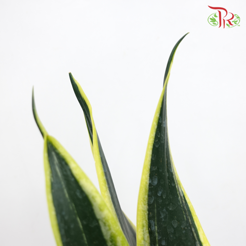Sansevieria Laurentii - Pudu Ria Florist Southern
